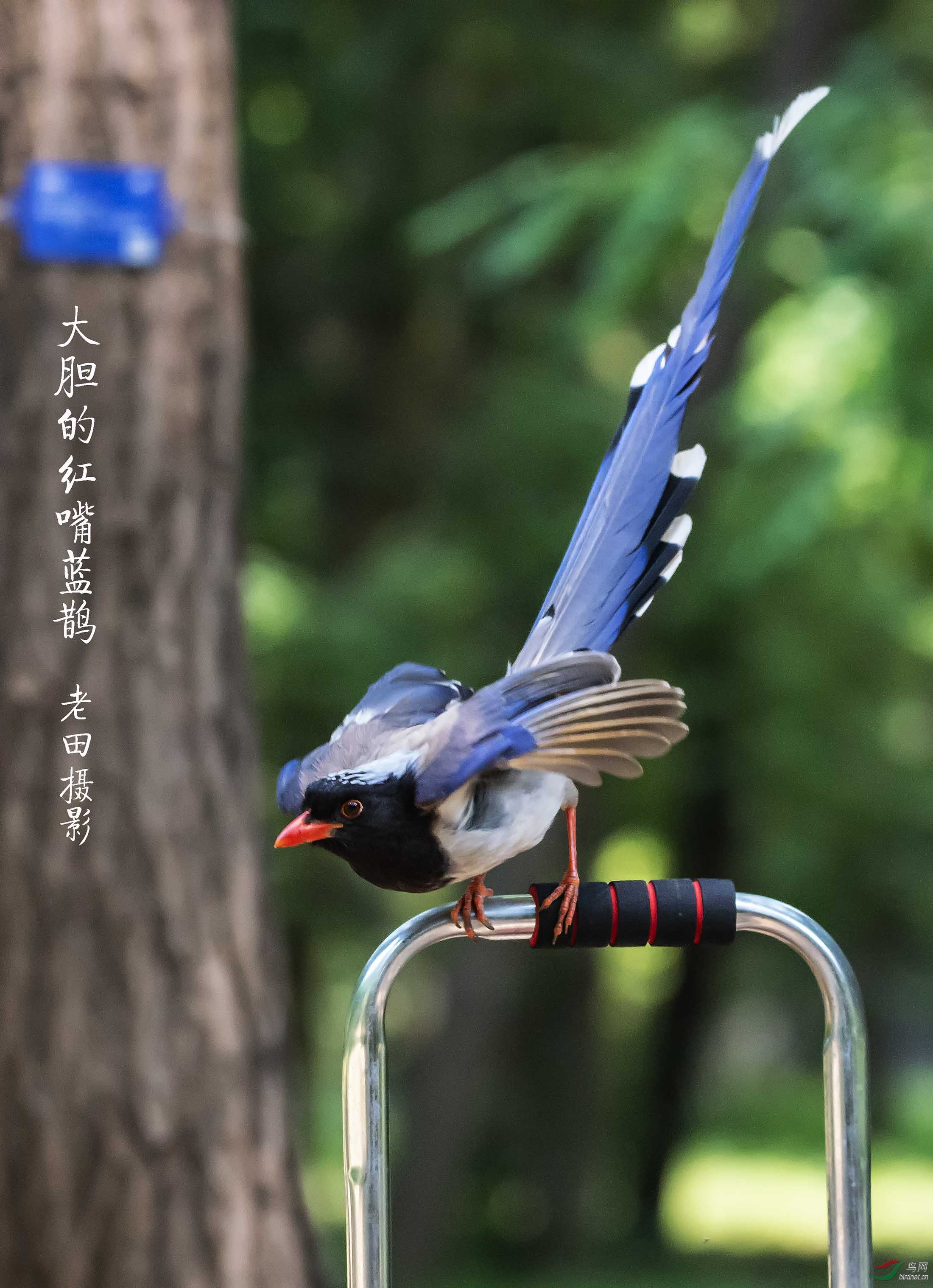 红嘴蓝鹊胆真大(兼看 raw格式的威力)