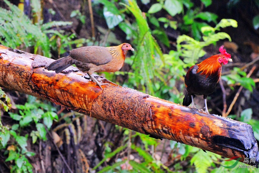 ����ӯ��