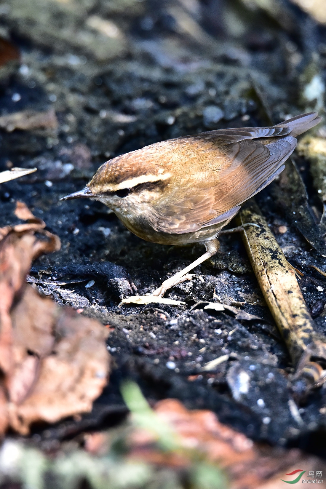 DSC_0256.JPG