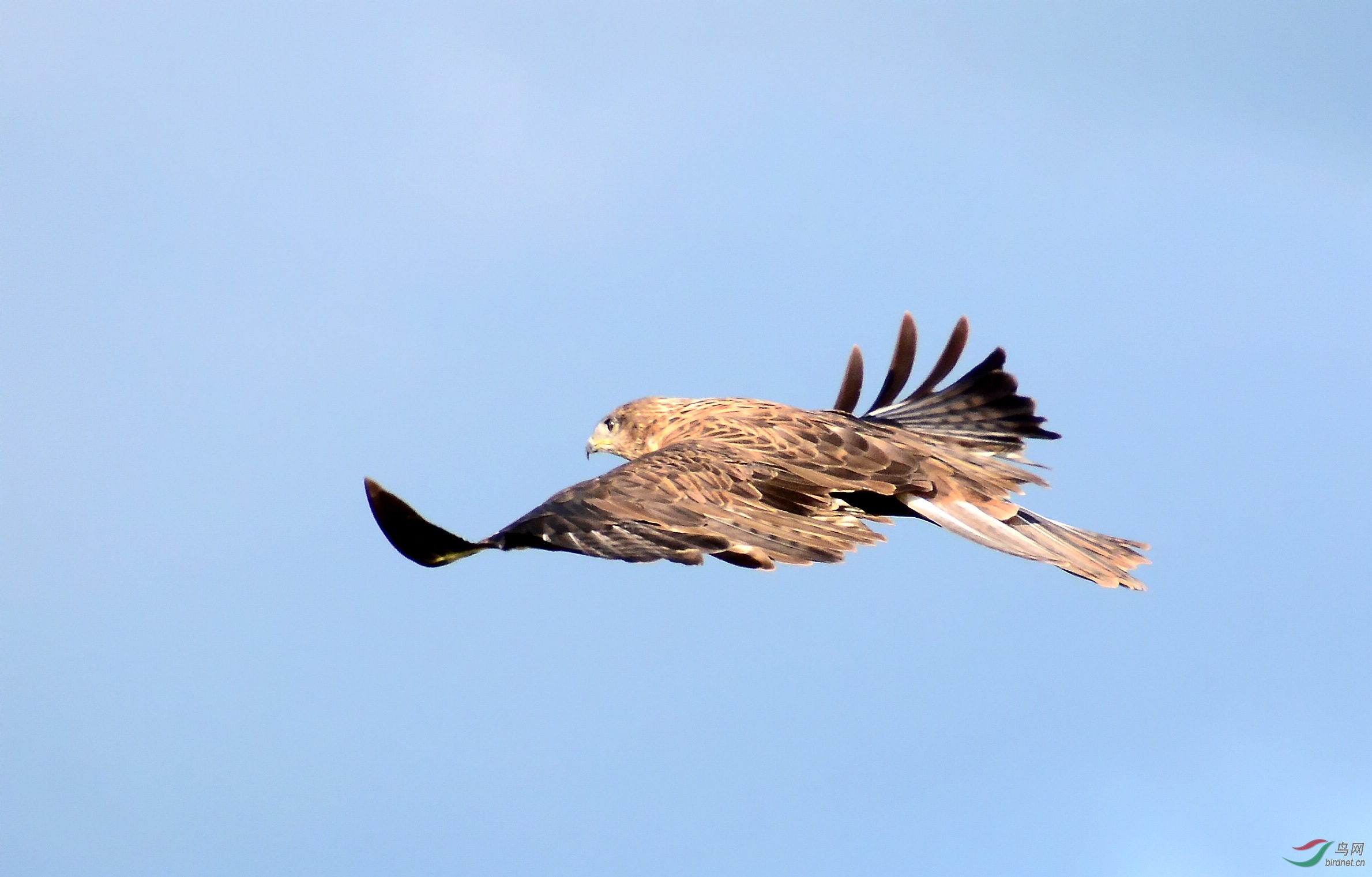 DSC_0653_conew1.jpg