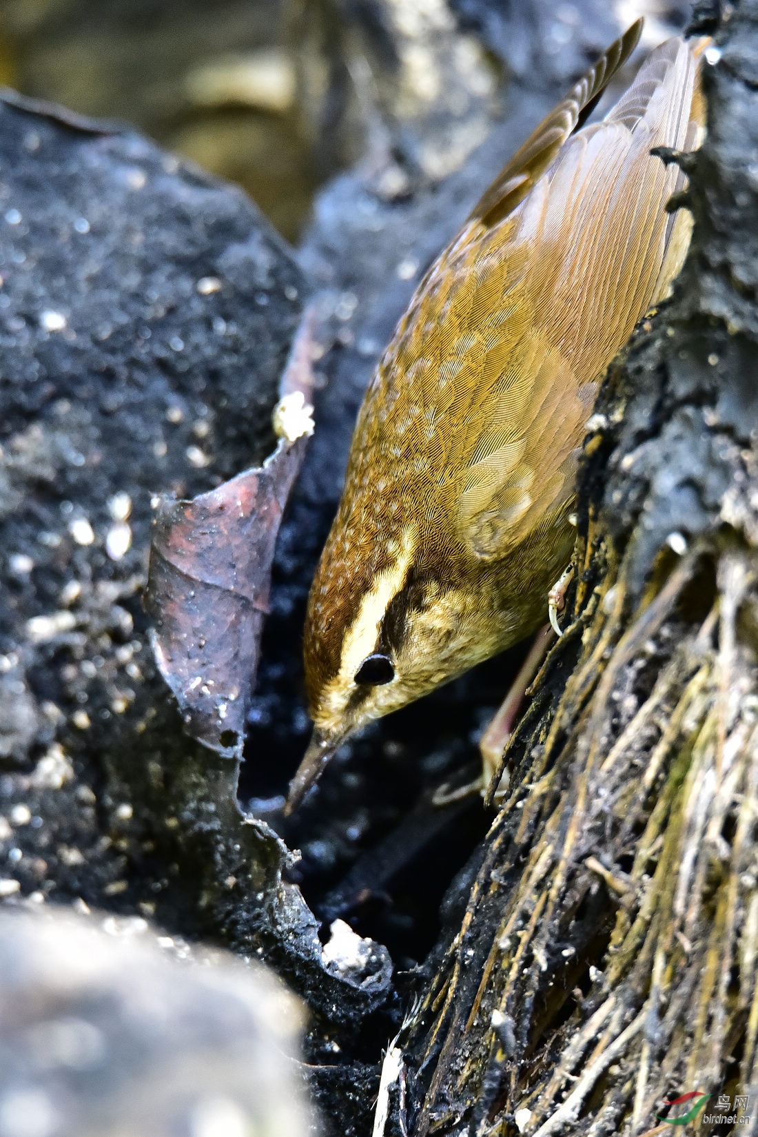 DSC_0265.JPG
