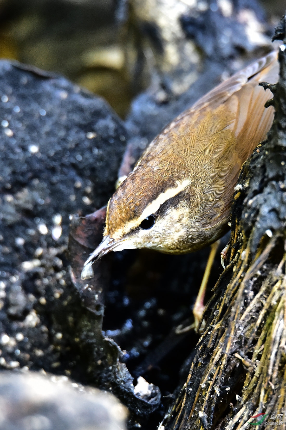 DSC_0266.JPG