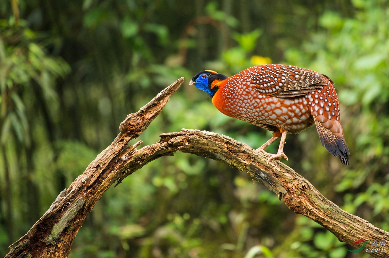 TJP_8237 - ����.jpg