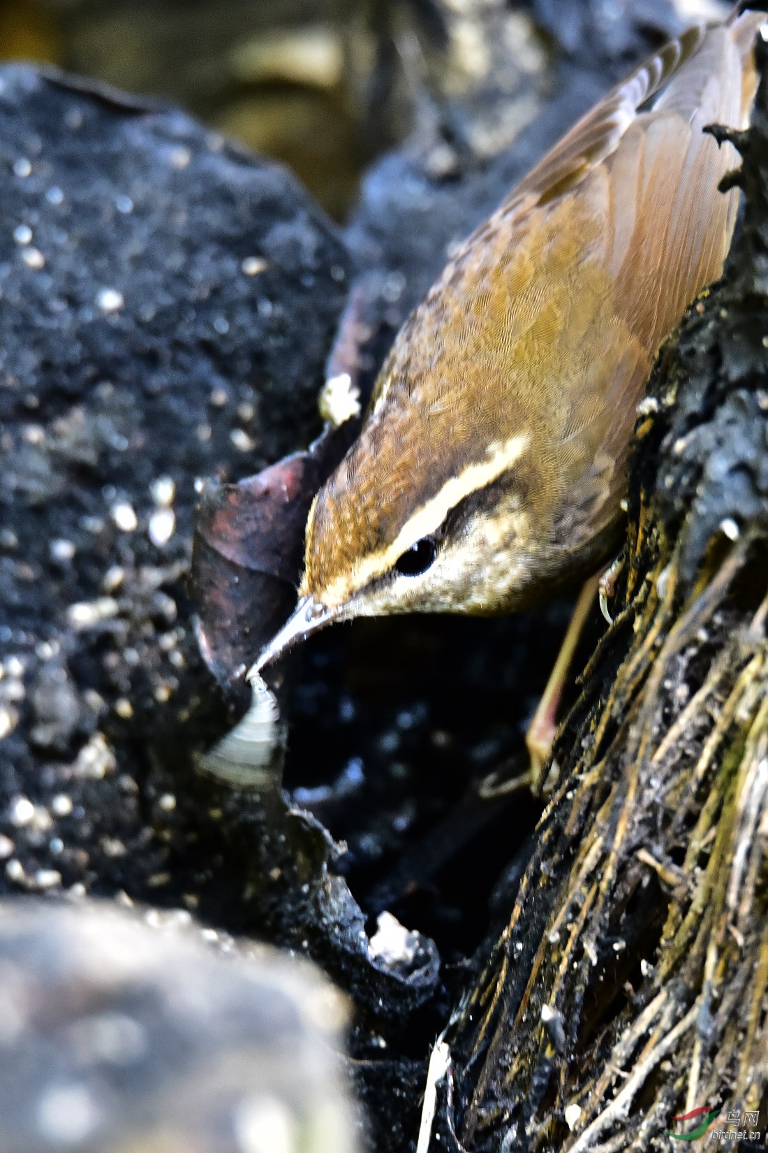 DSC_0267.JPG