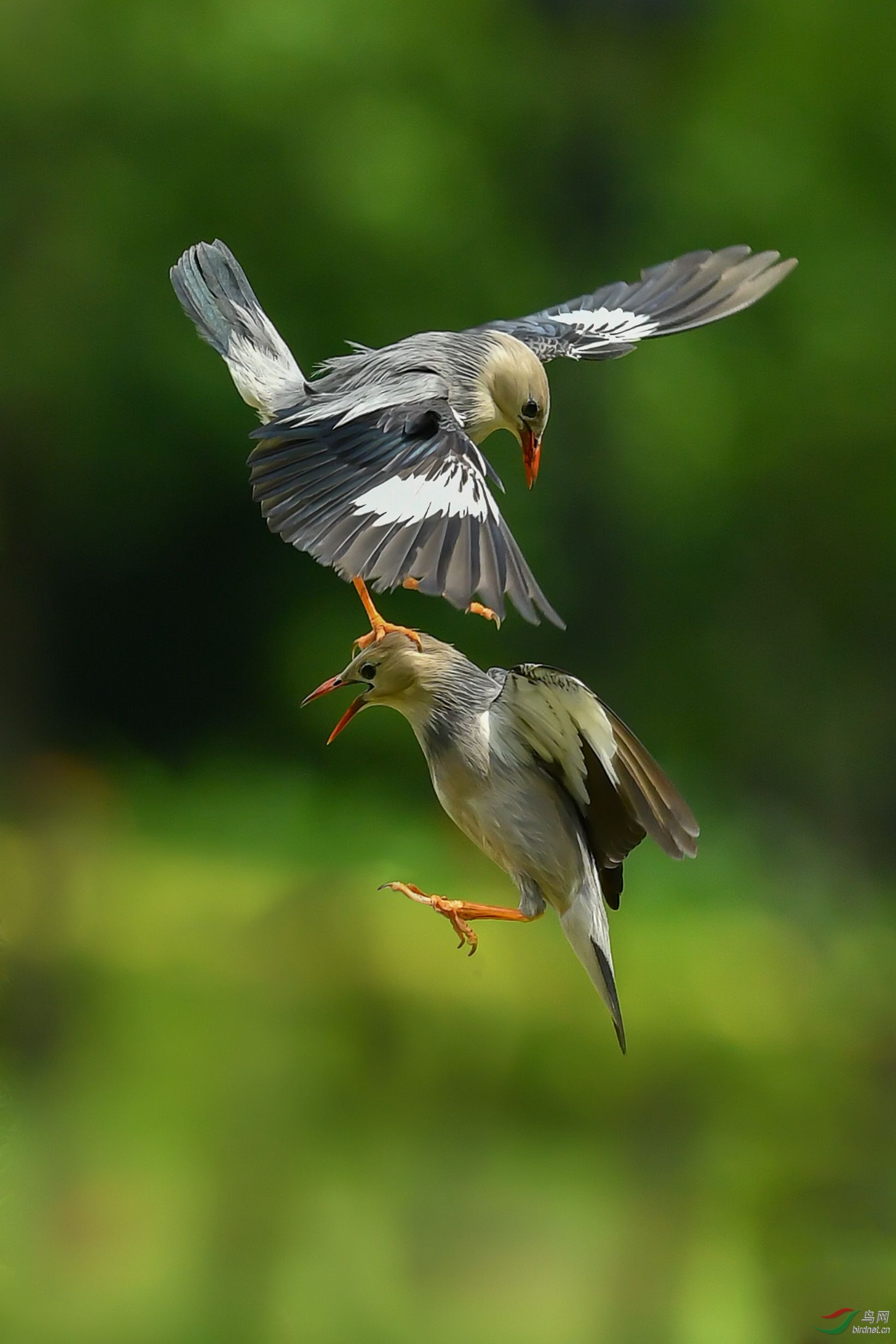 丝光椋鸟  本帖最后由 罗切.
