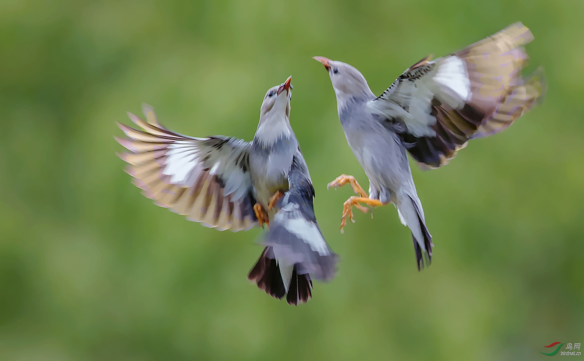 舞翩翩(丝光椋鸟)