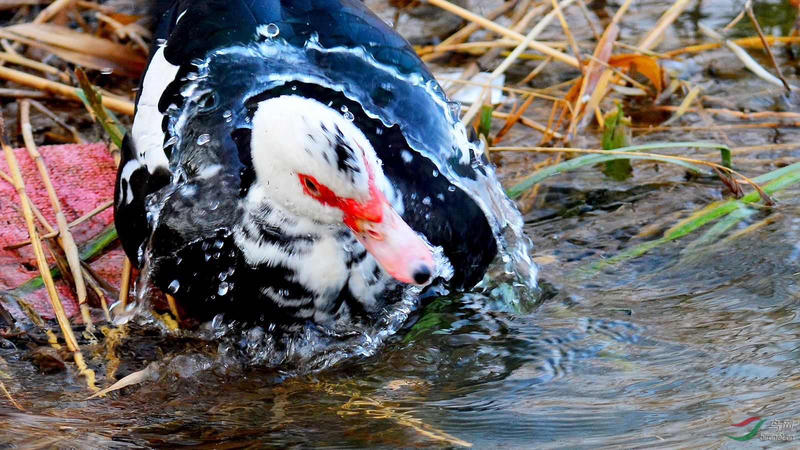 DSC_4315.JPG