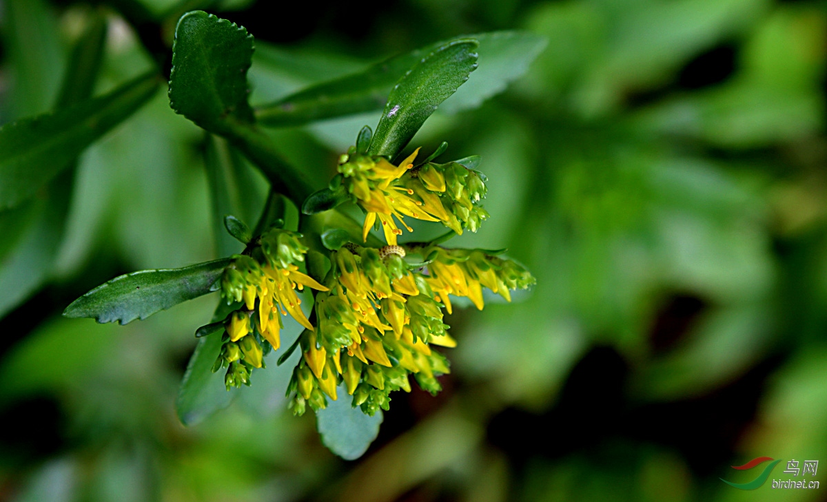 花卉欣赏狭叶费菜