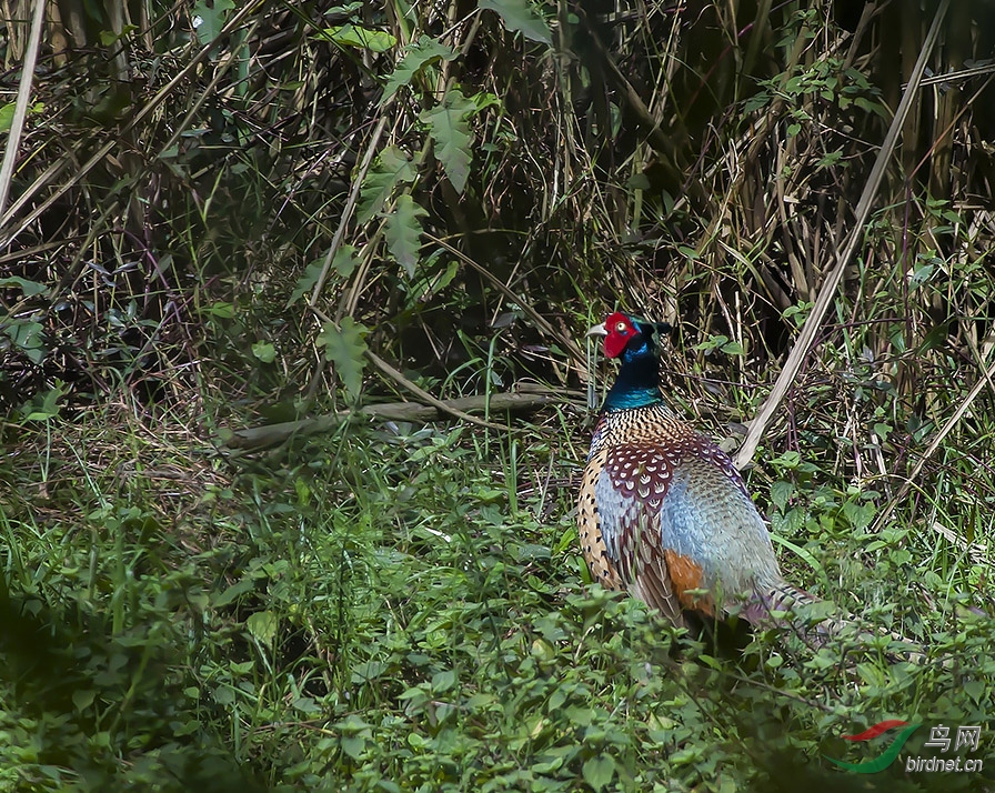 DSC_0361-1.jpg