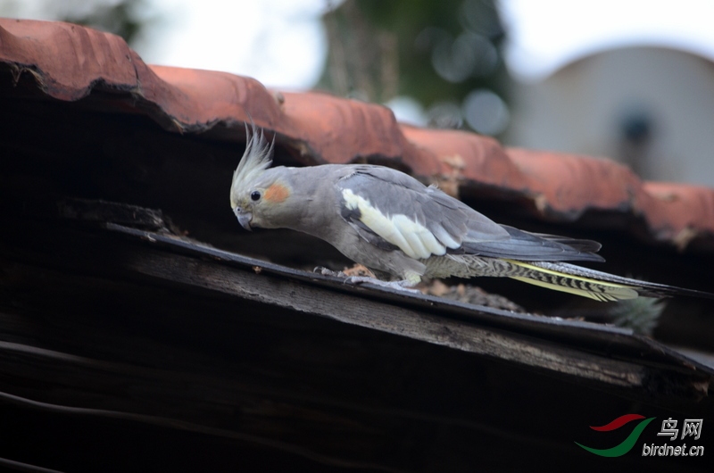 DSC_4214.JPG