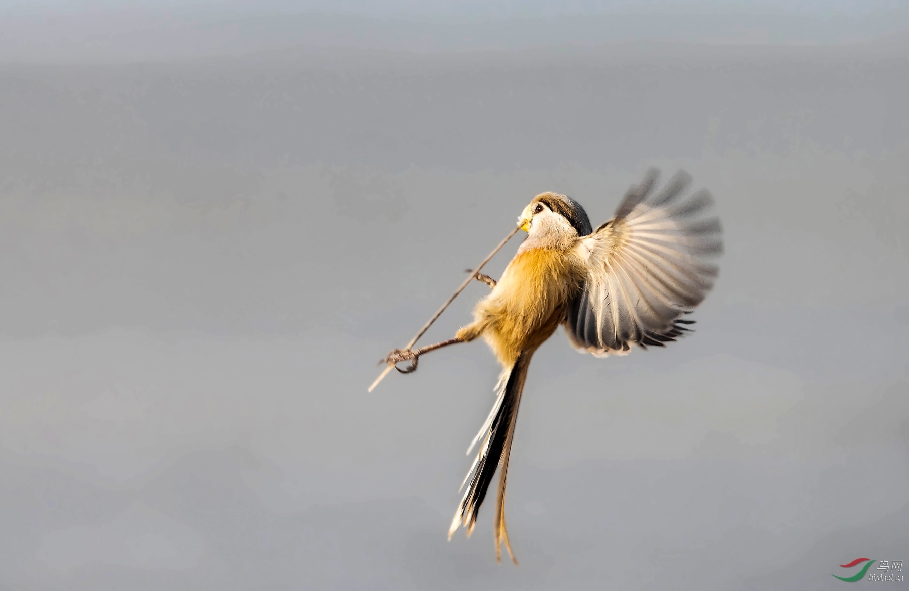 长笛表演空中秀(震旦鸦雀)