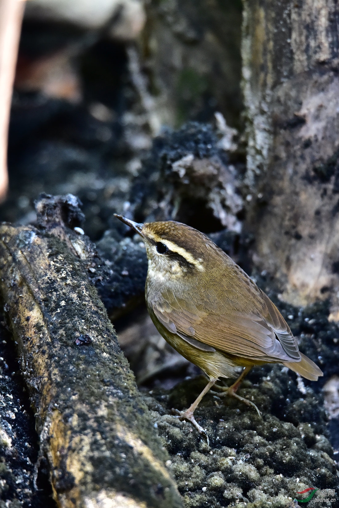 DSC_0273.JPG