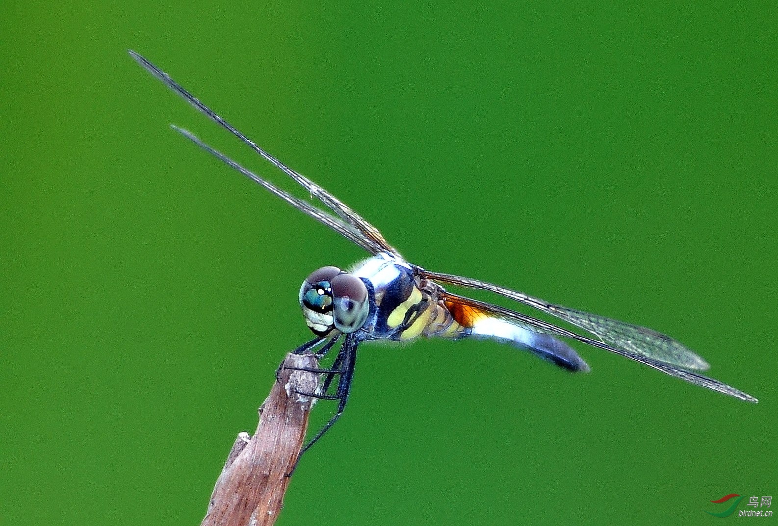 DSC_0271_conew3.jpg