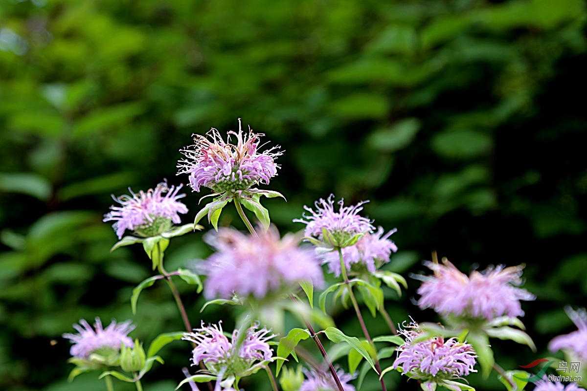 花卉欣赏美国薄荷