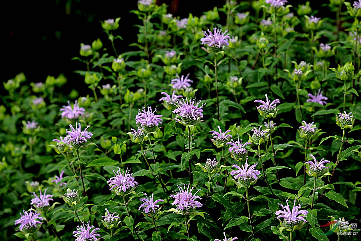 花卉欣赏美国薄荷