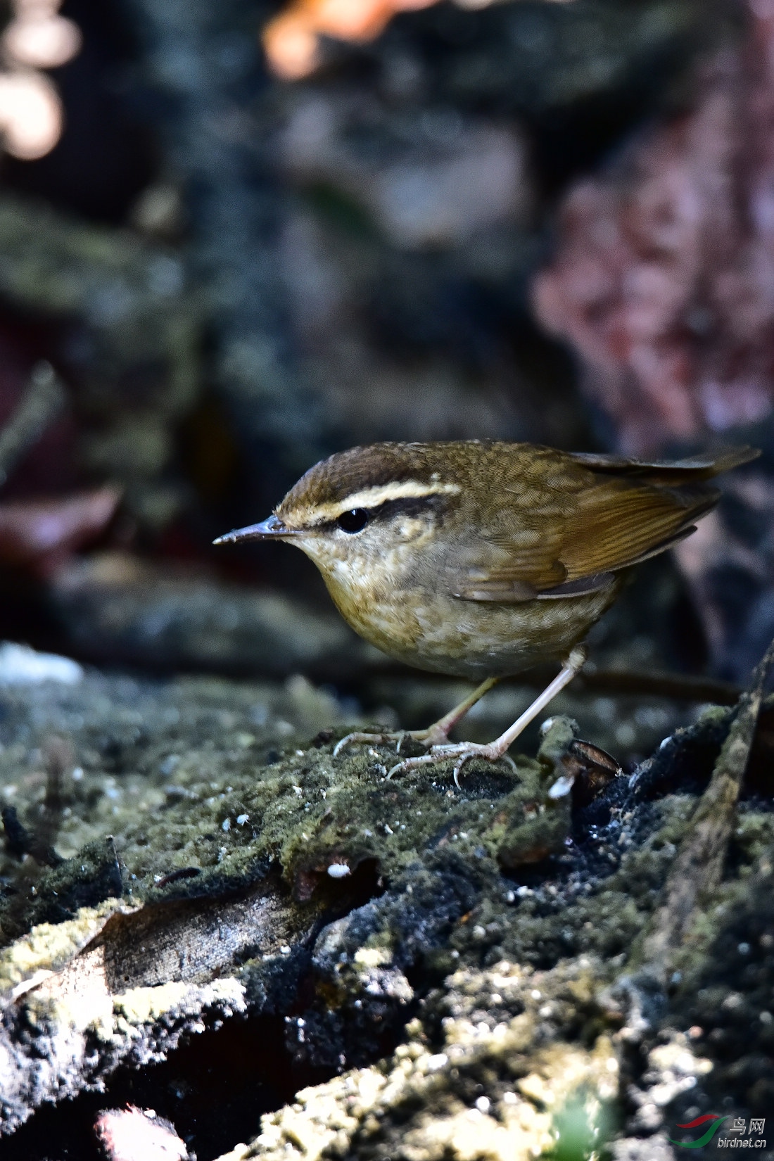 DSC_0277.JPG