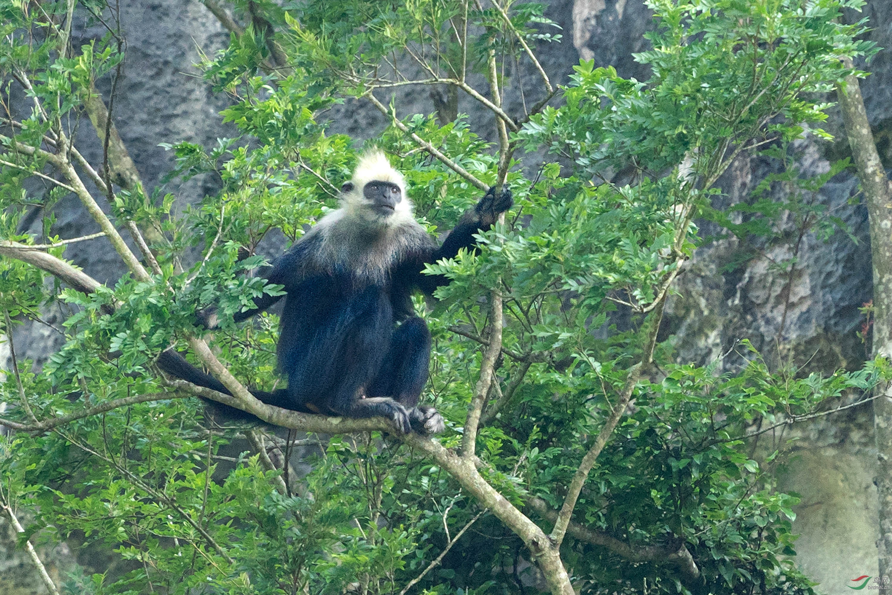 中国最珍稀的猴类崇左白头叶猴