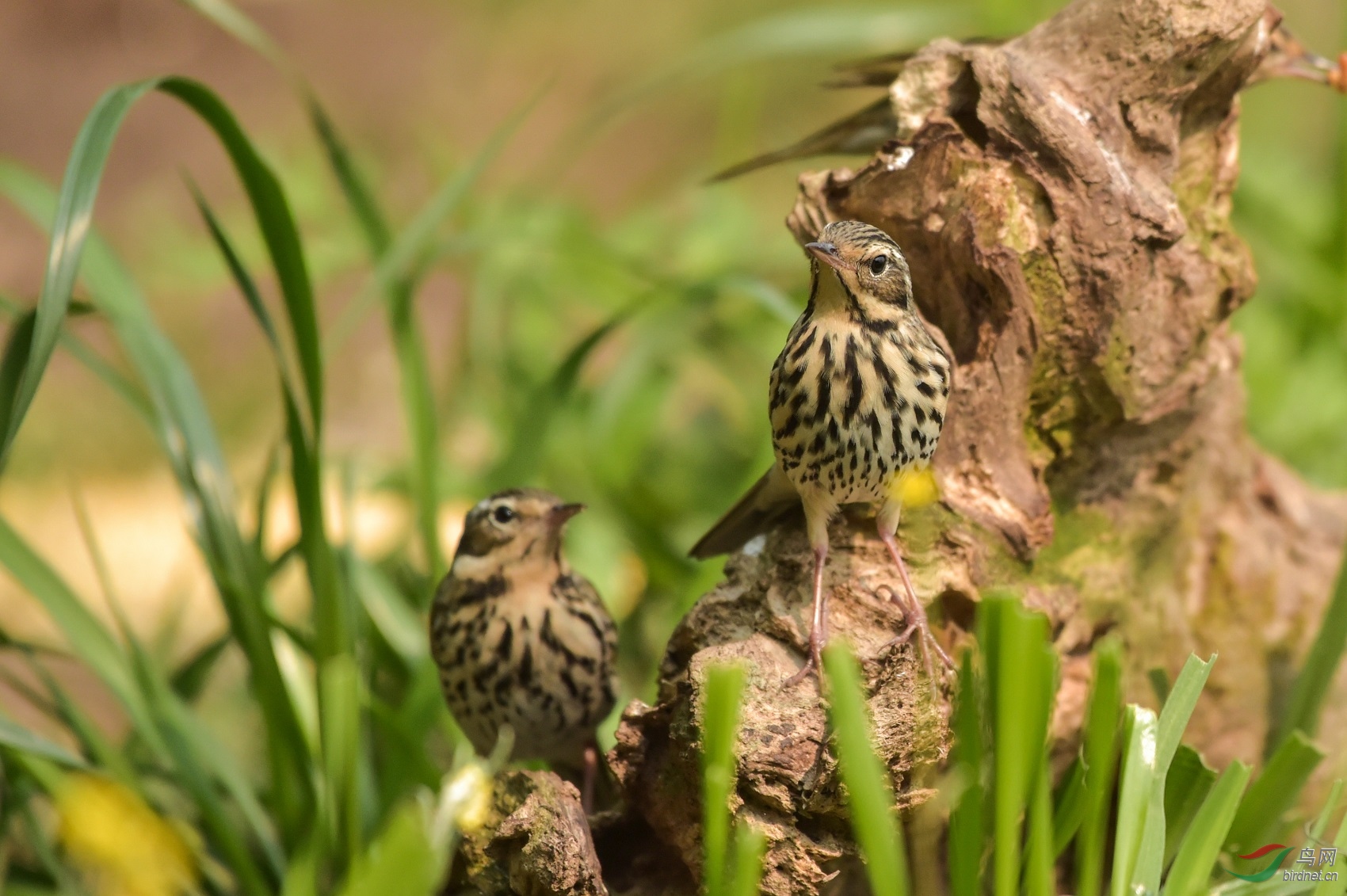 TJP_2411 - ����.jpg