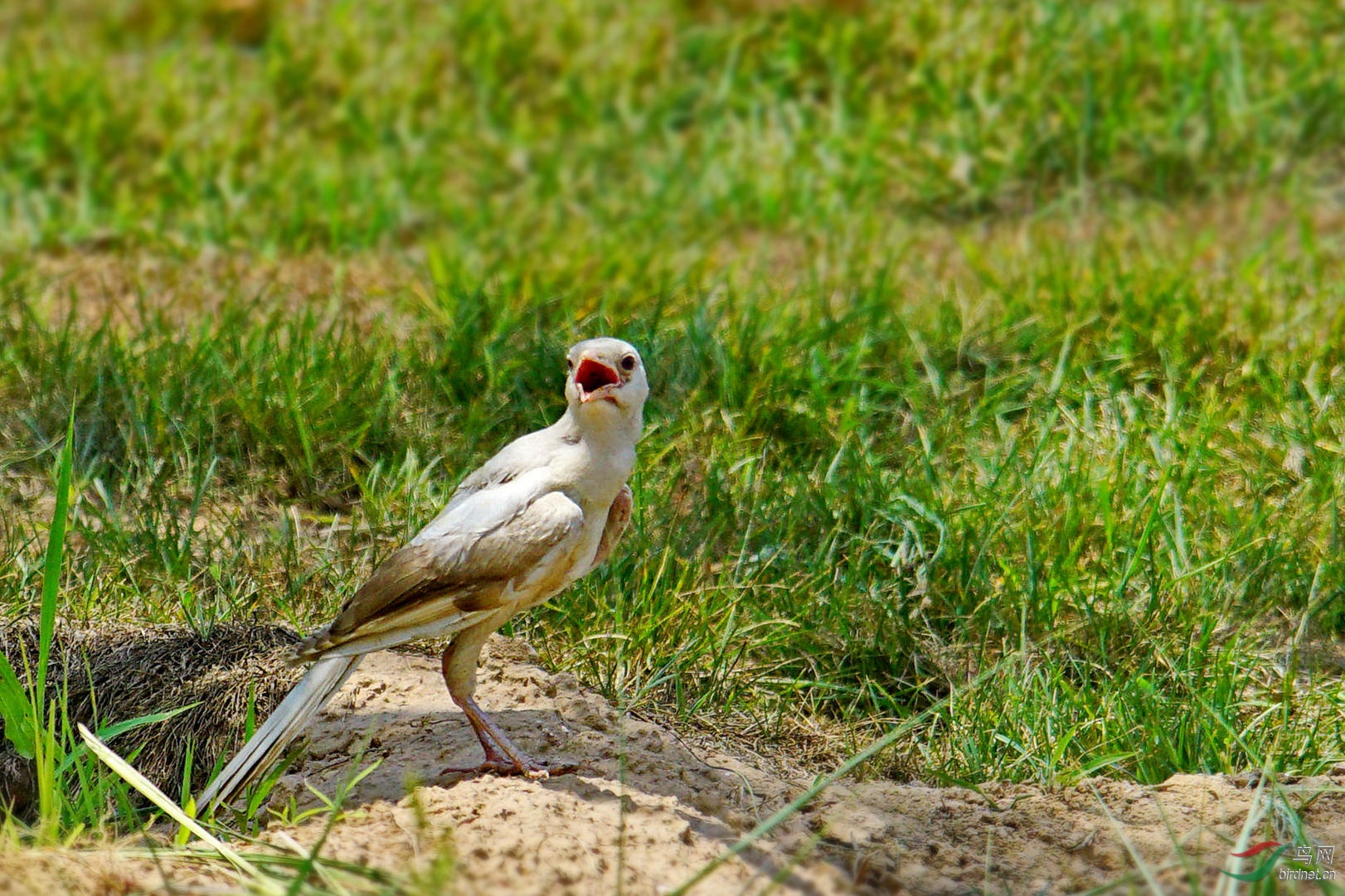 罕见罕见白喜鹊