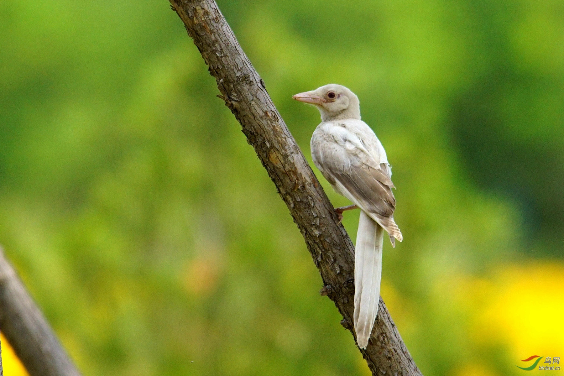 罕见罕见白喜鹊