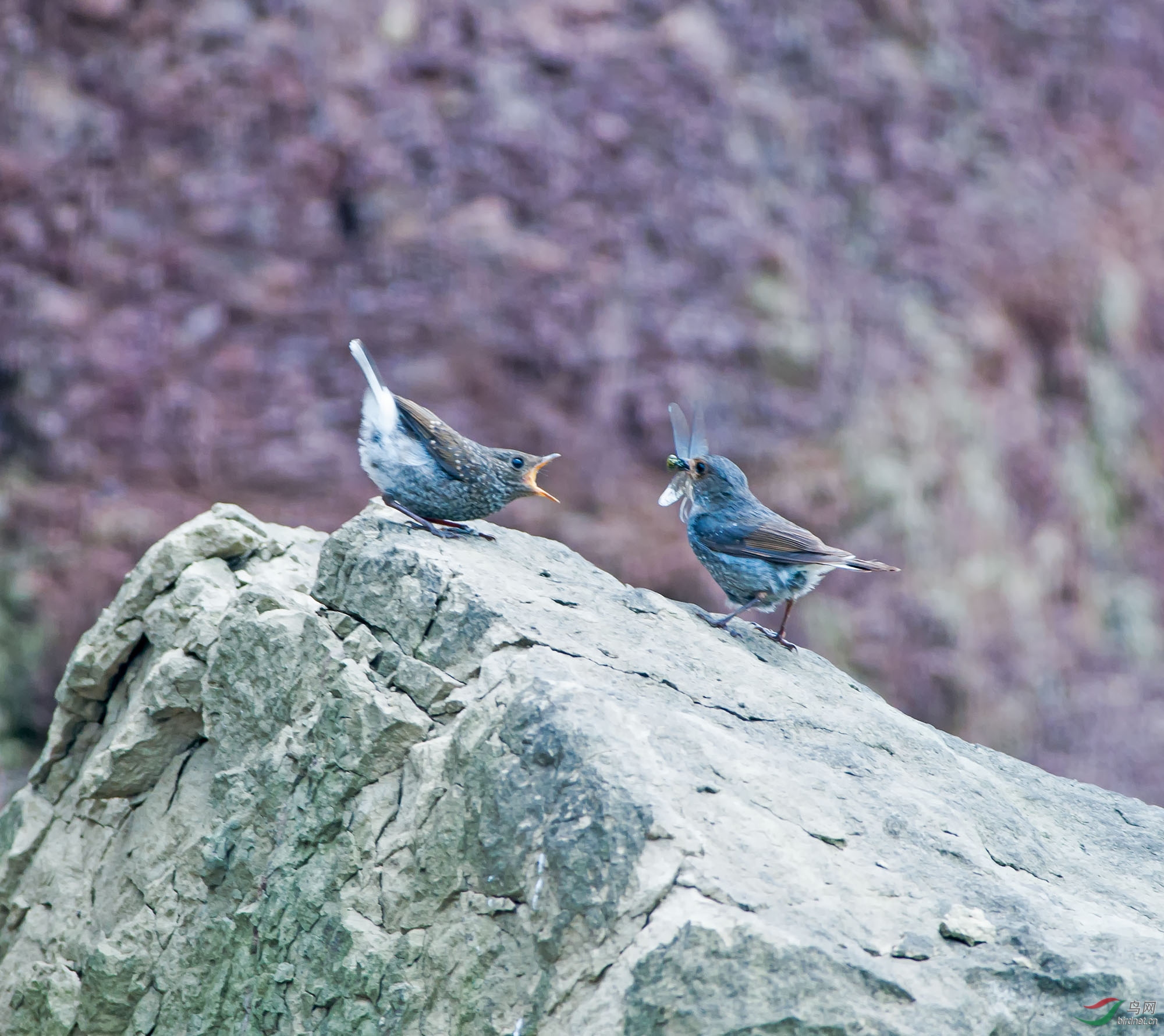 DSC_0166-1.jpg