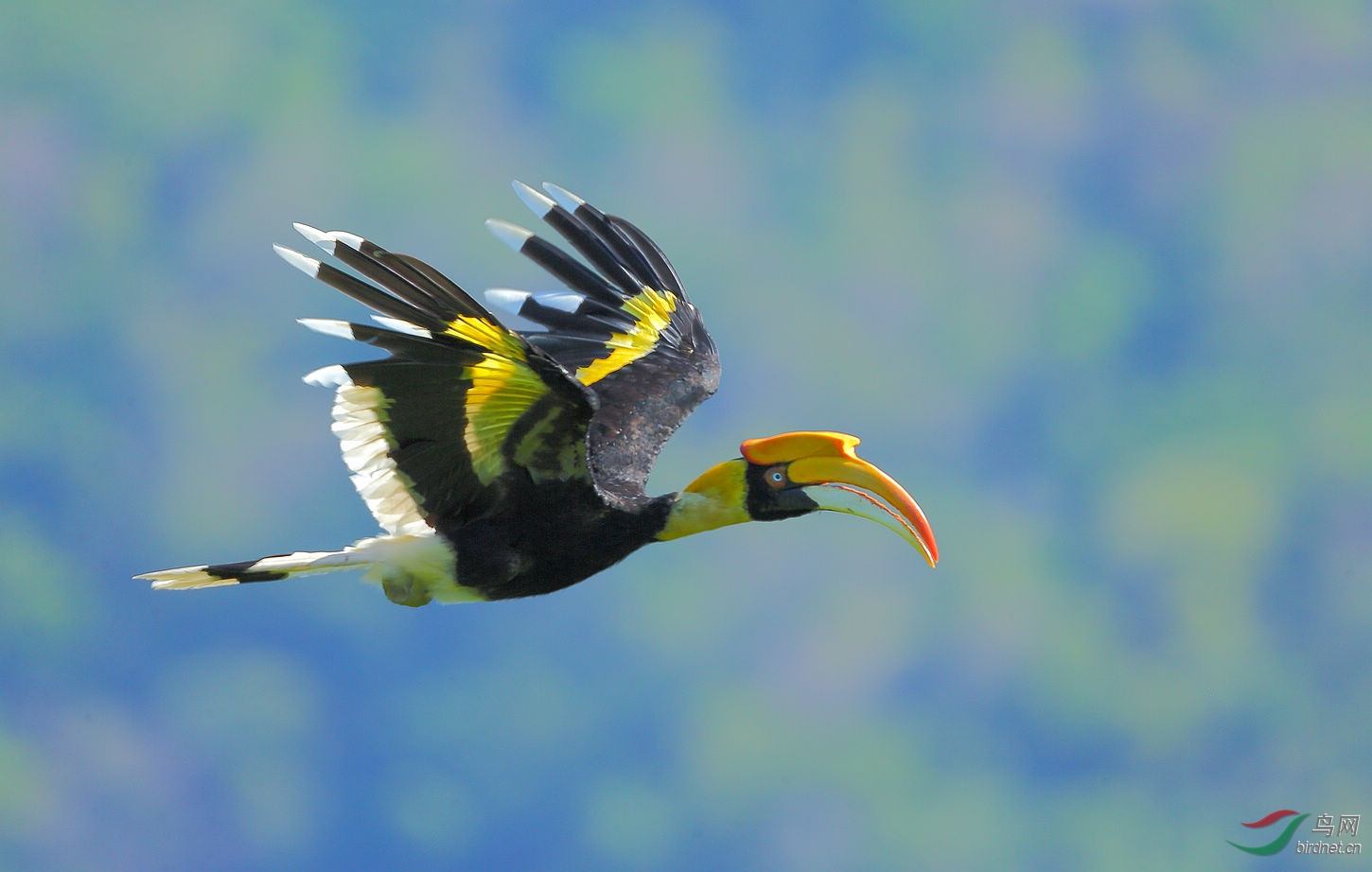 飞翔的双角犀鸟