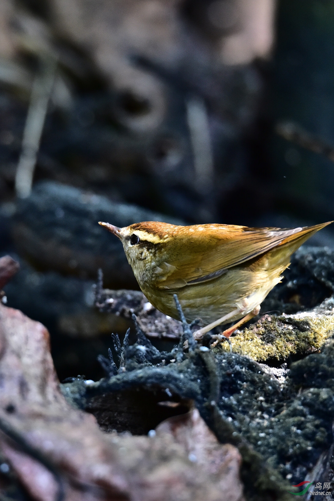 DSC_0281.JPG