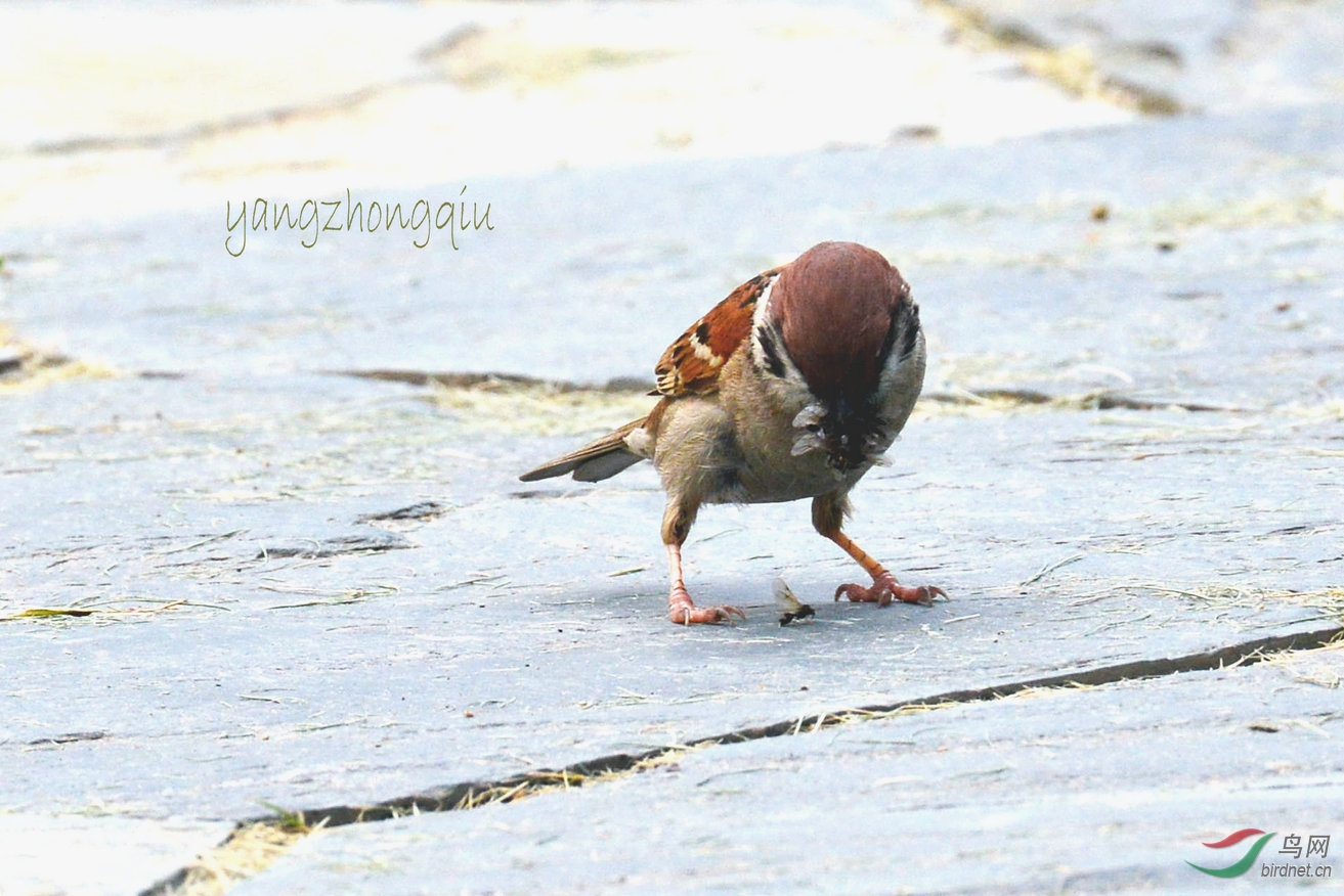 DSC_1931_副本.jpg