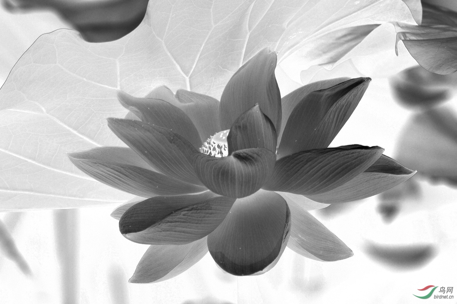 _D4S6619_5737a.jpg