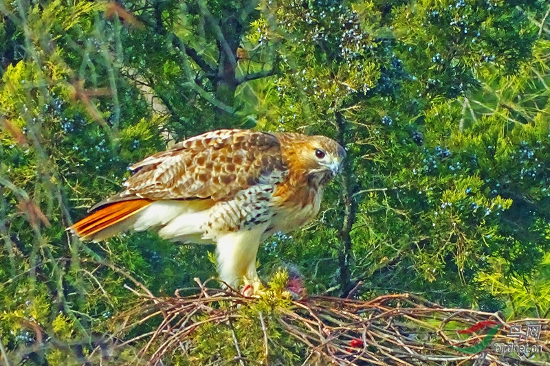 DSC04262 -_����.jpg