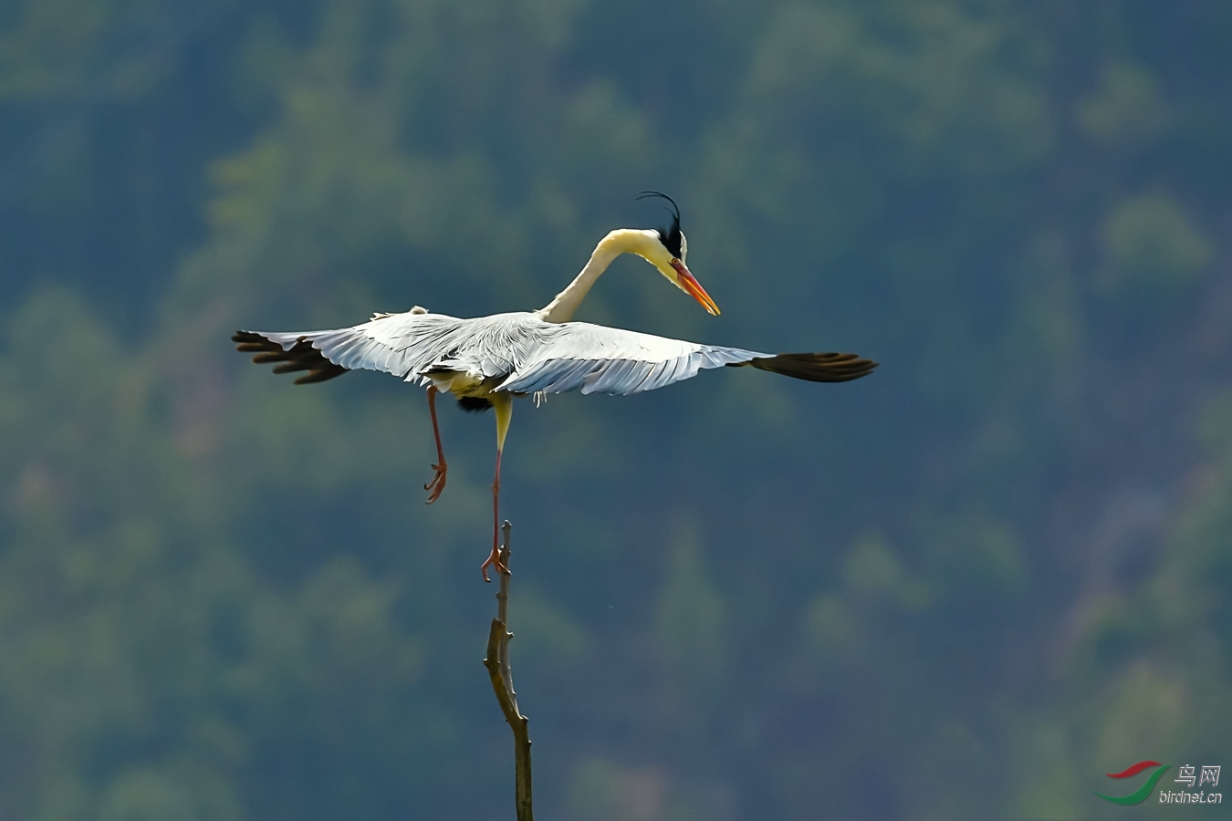 DSC_4753_����.jpg