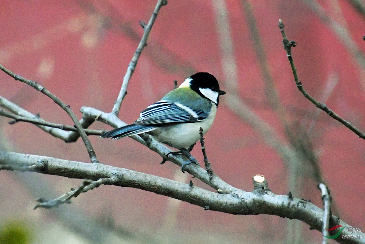 D50_5064.jpg