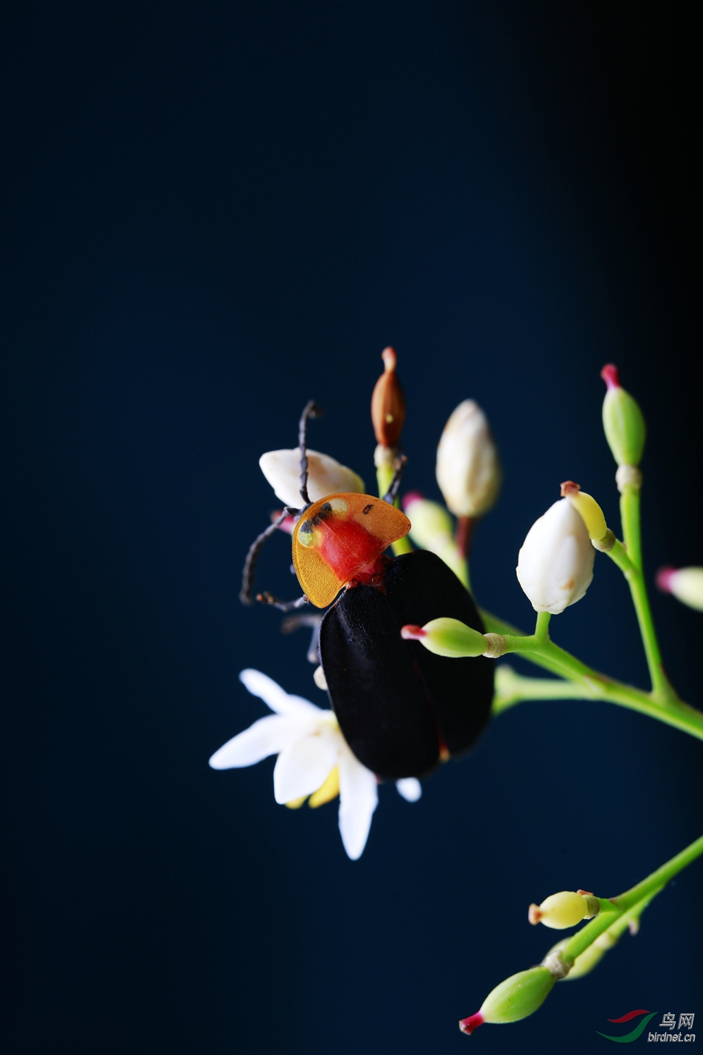 _J6A4594_����.jpg