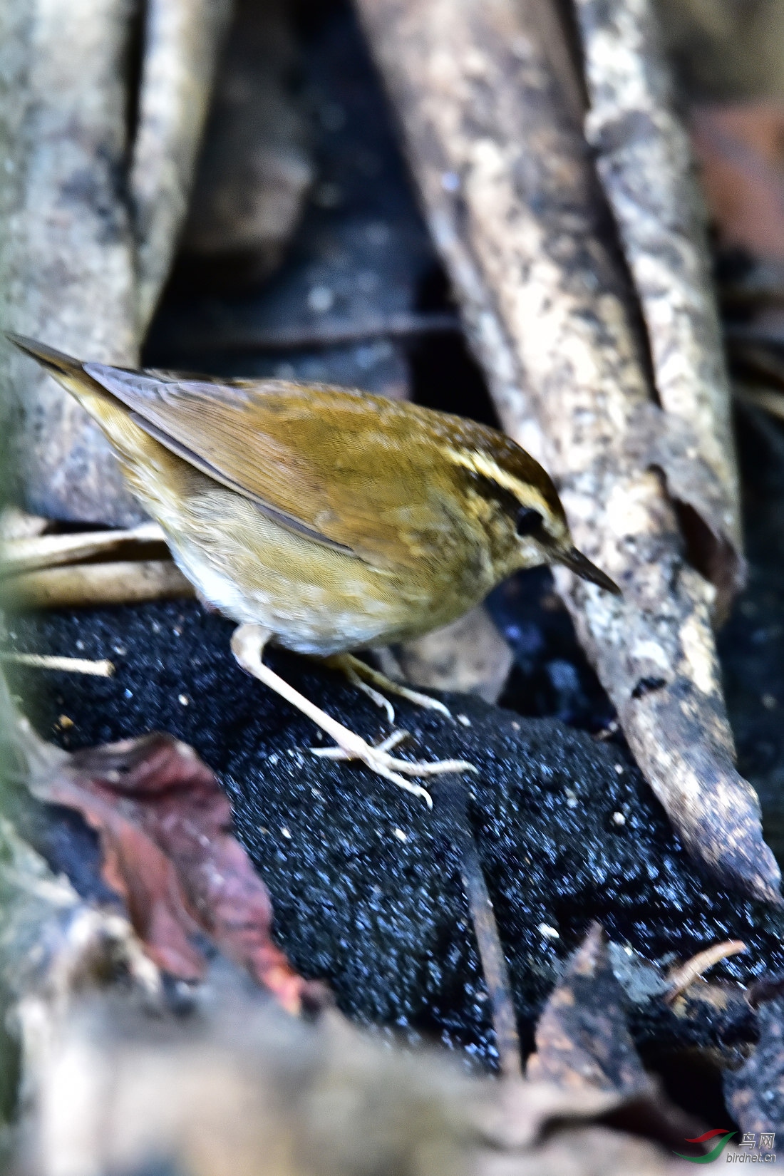 DSC_0287.JPG