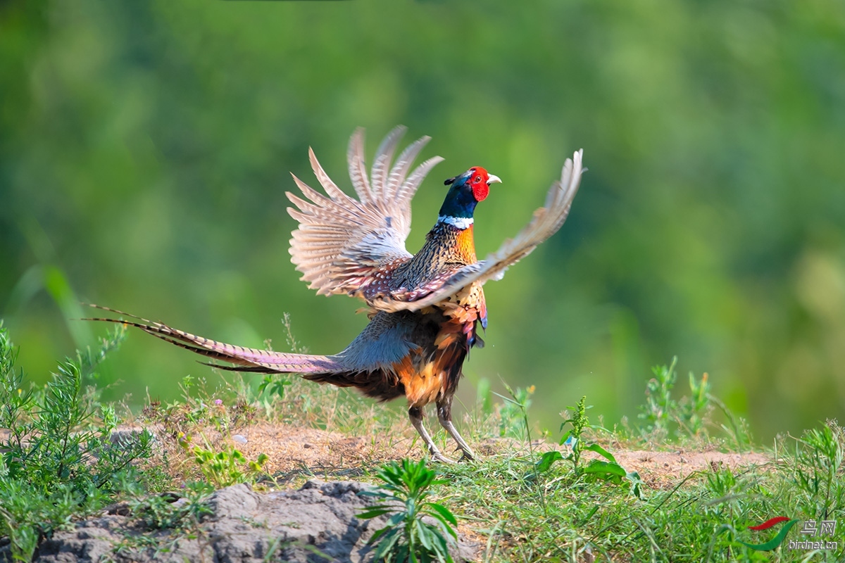 22我为你疯狂《雄雉展翅》,6月22日,荣获鸟类精华.jpg