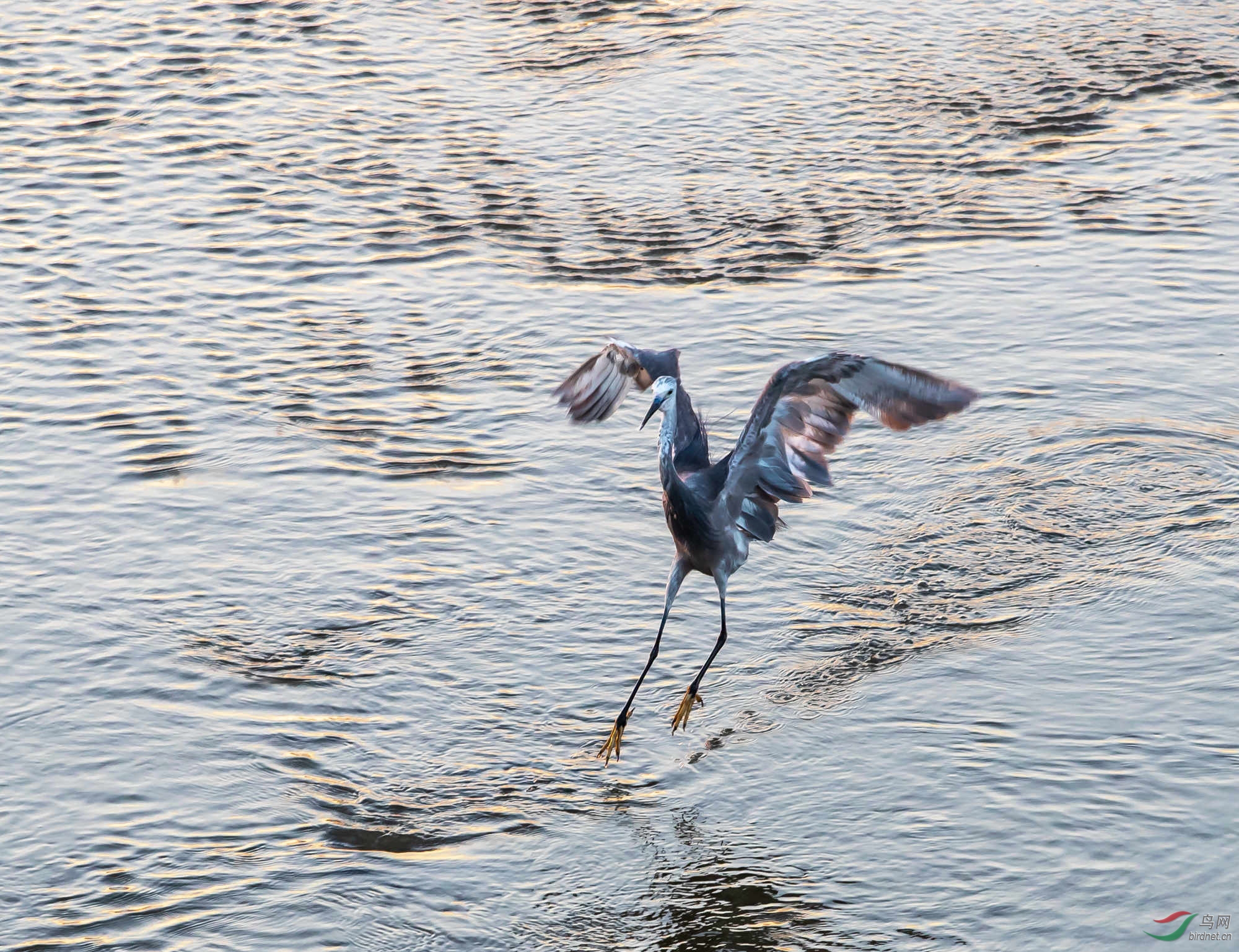 2019�����ĻҰ���