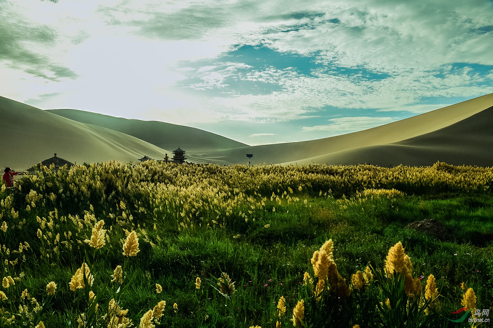 D5S_5012_5025a.jpg