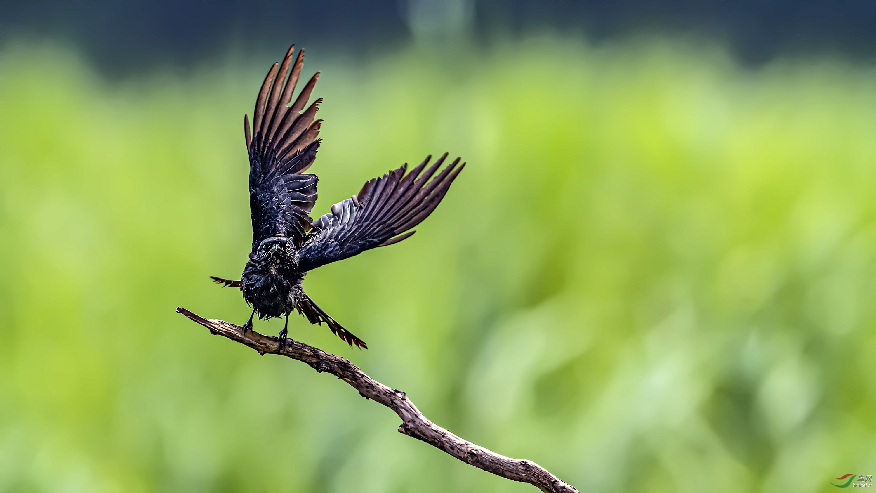 DSC_3751-1.jpg