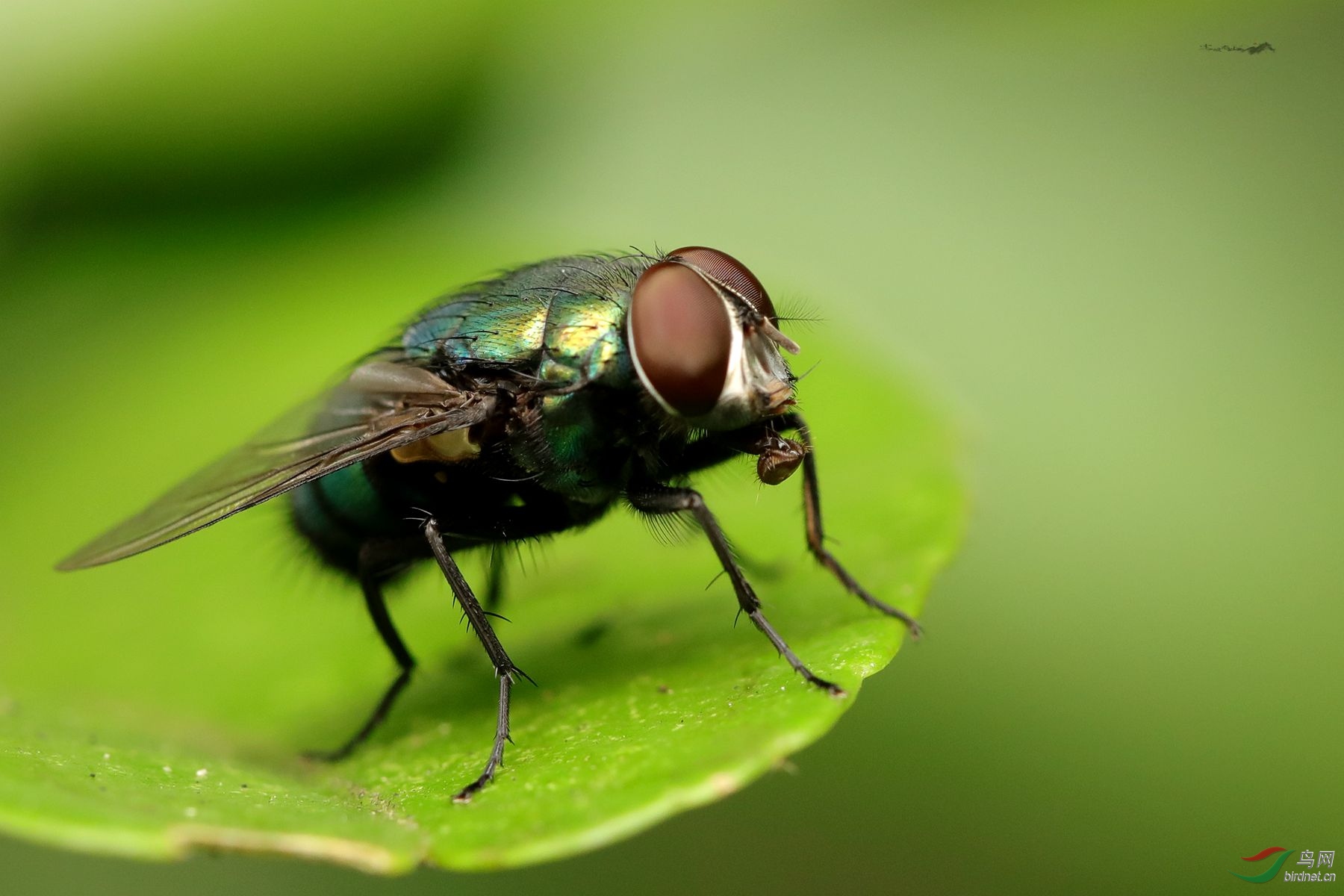 [动物] 蝇