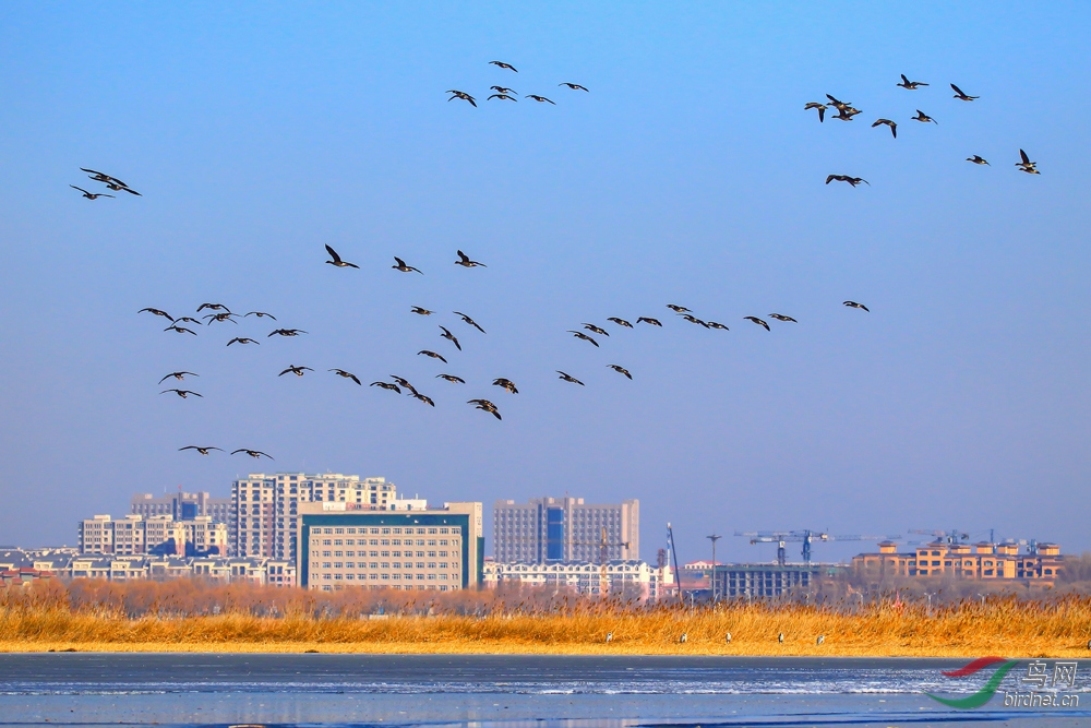 С�Ƿ��--��������鳲��