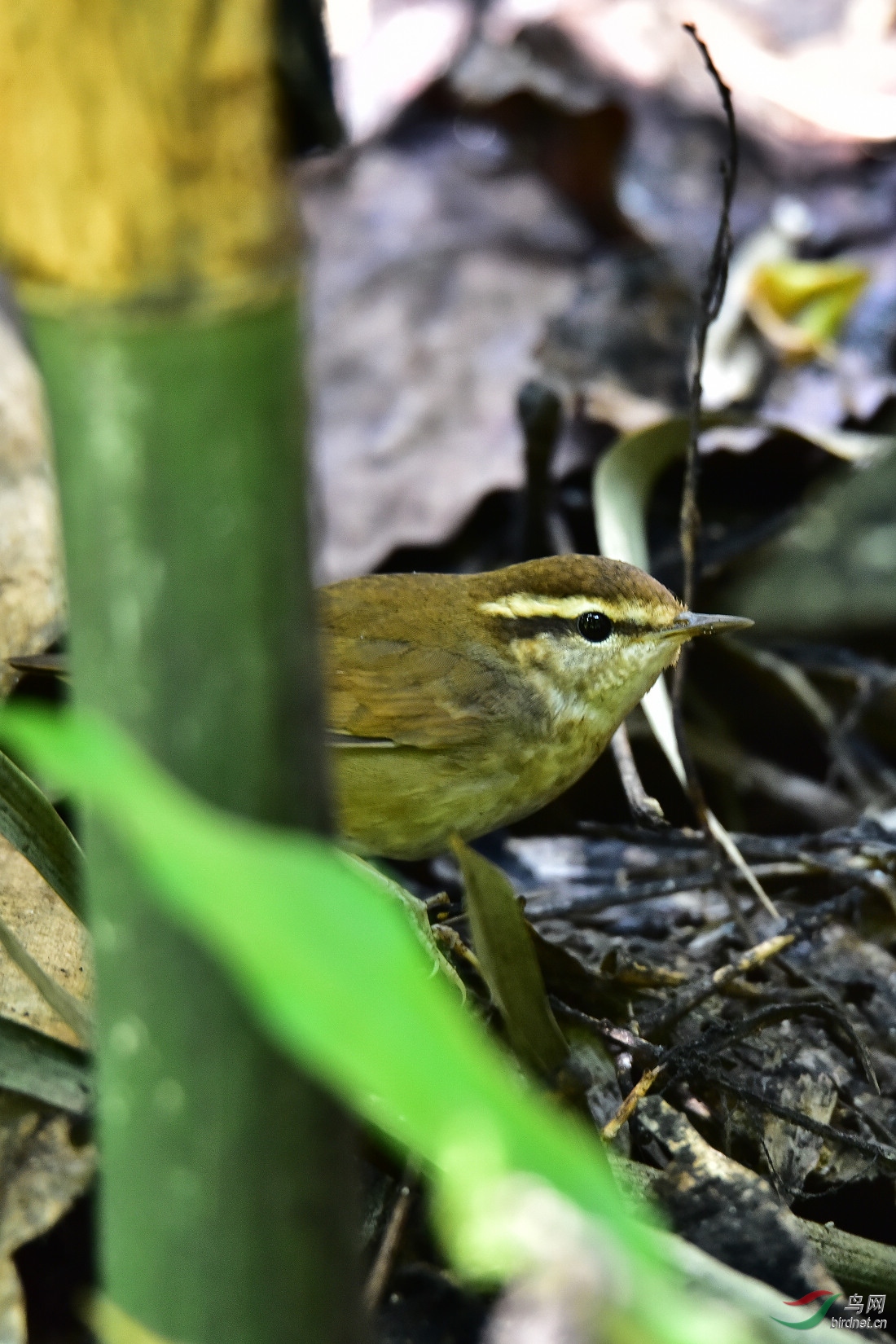 DSC_0297.JPG