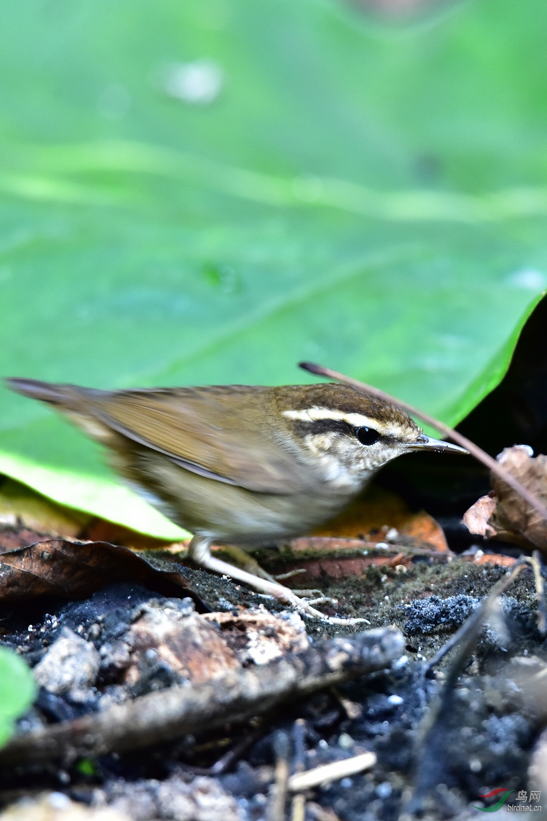 DSC_0300.JPG