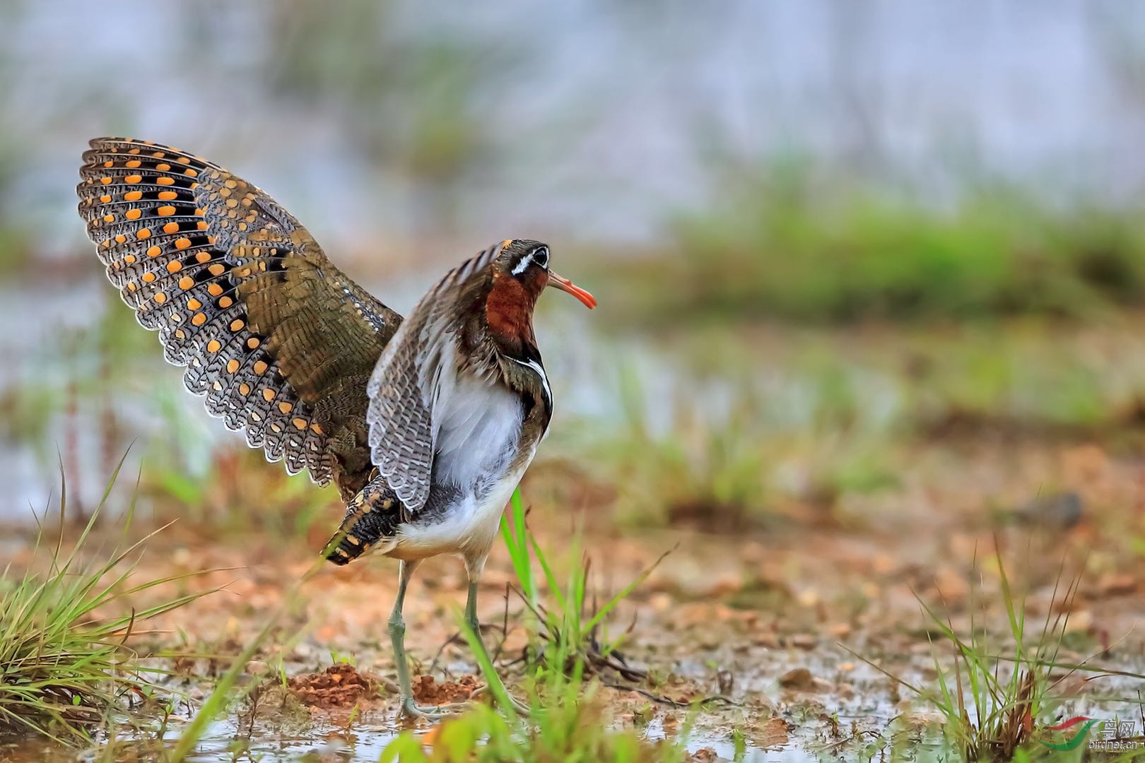 _2019052715245712 (6).jpg