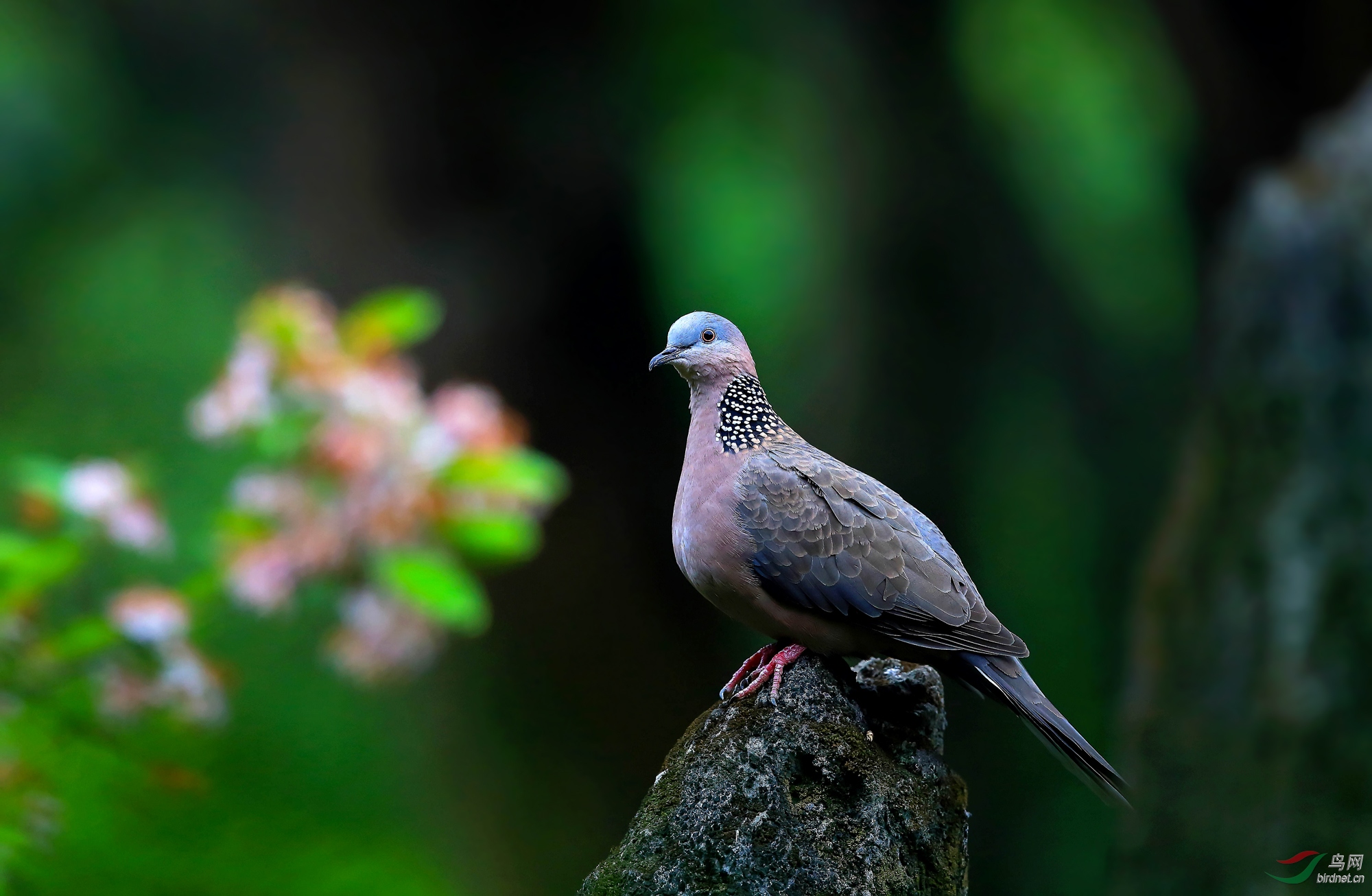 A97Q7515b-_DxO.jpg