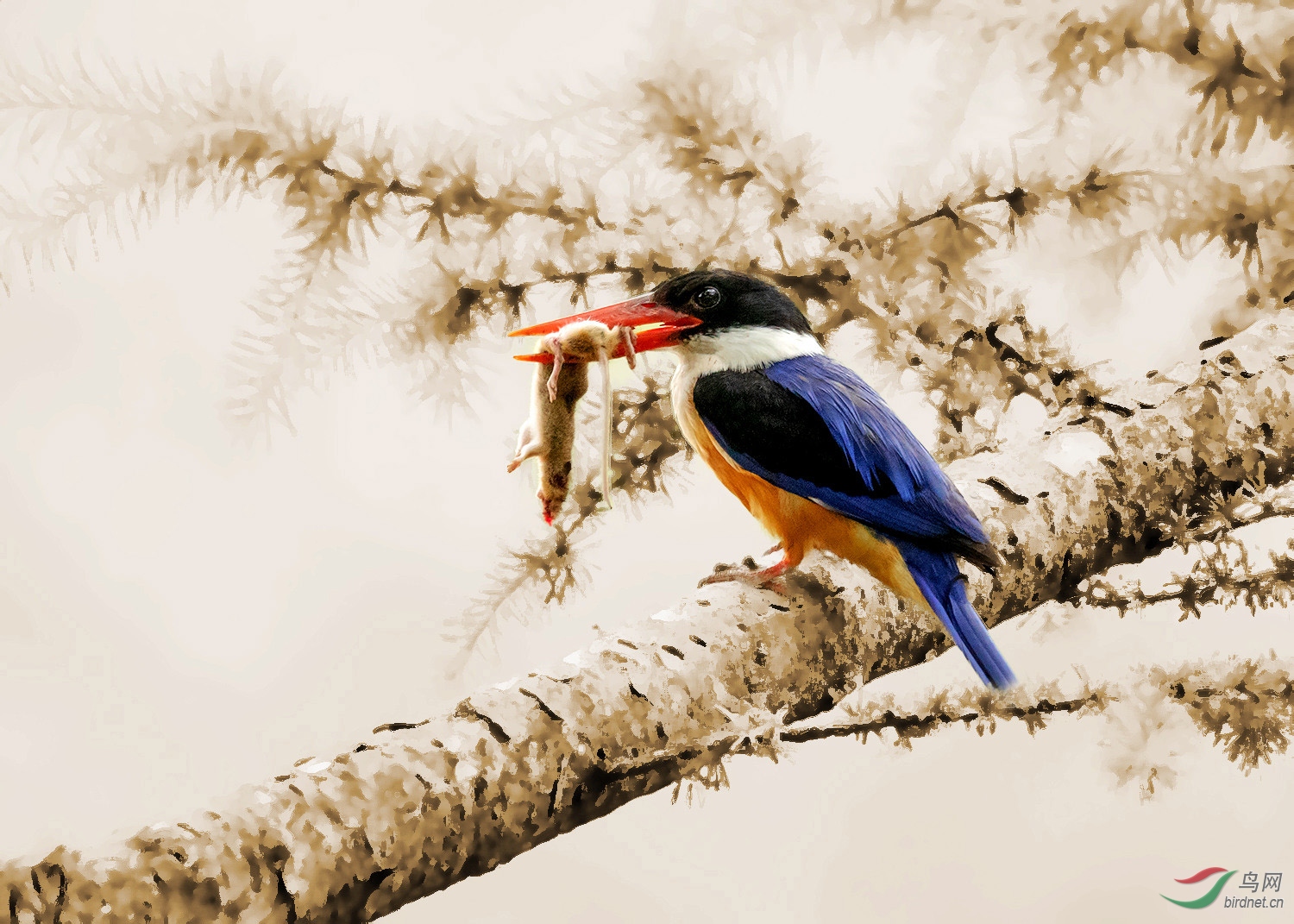 _Z6A0765a_����.jpg
