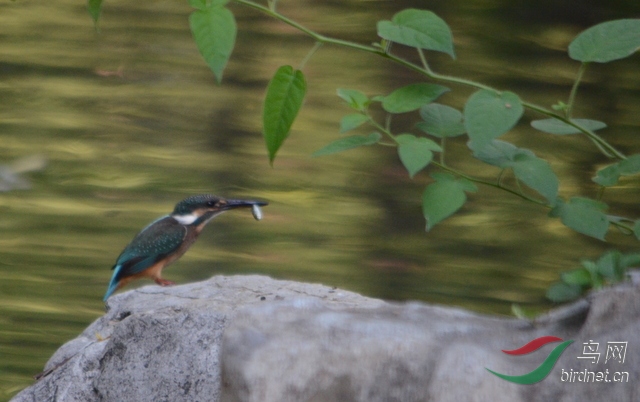 DSC_4466.JPG