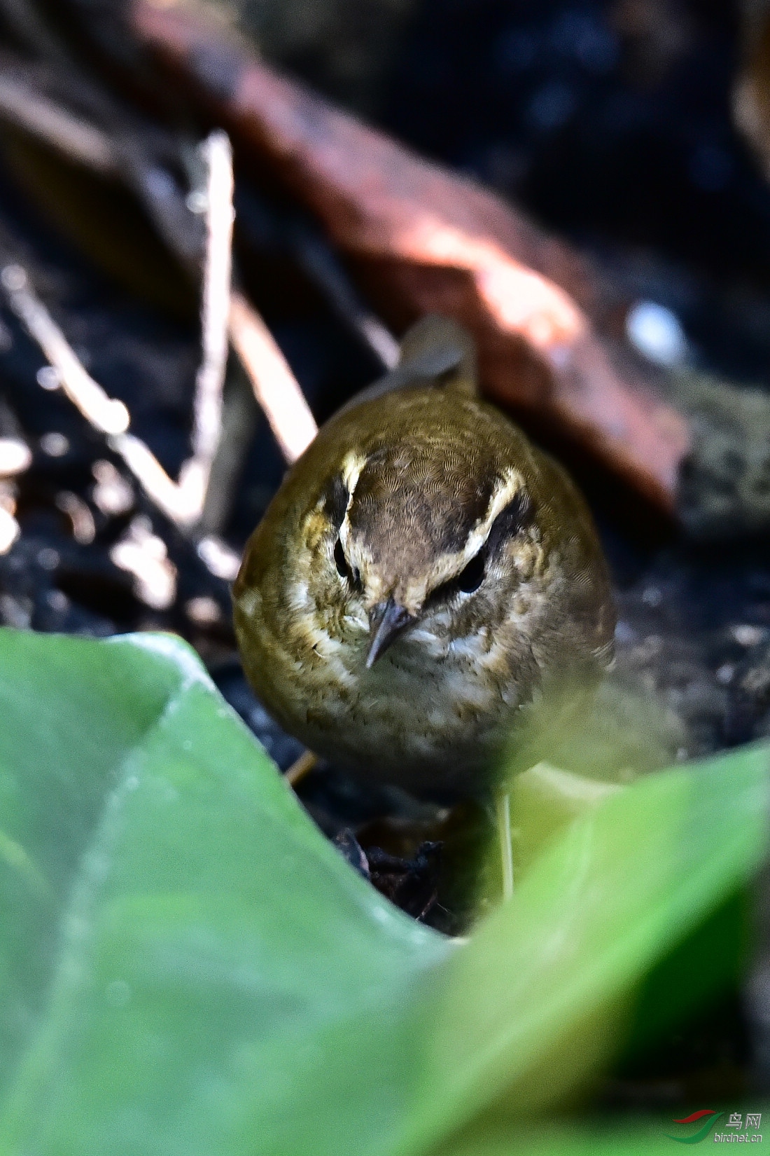 DSC_0305.JPG