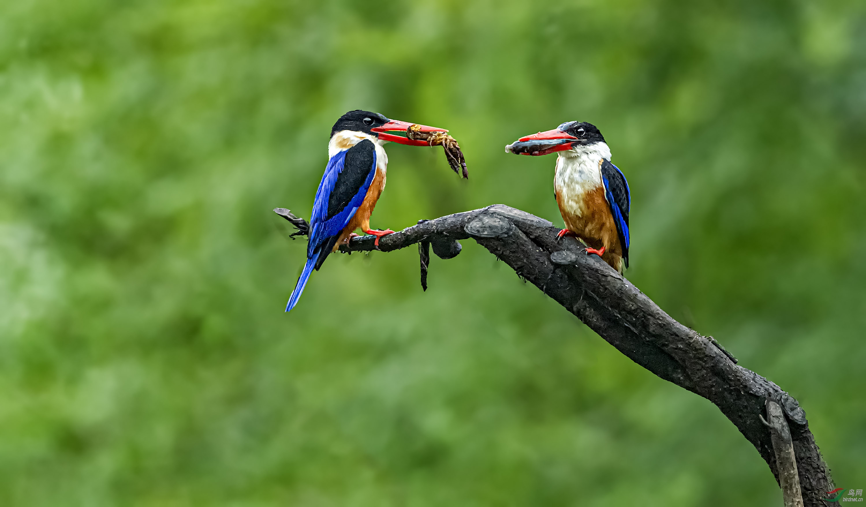 DSC_0797-1.jpg