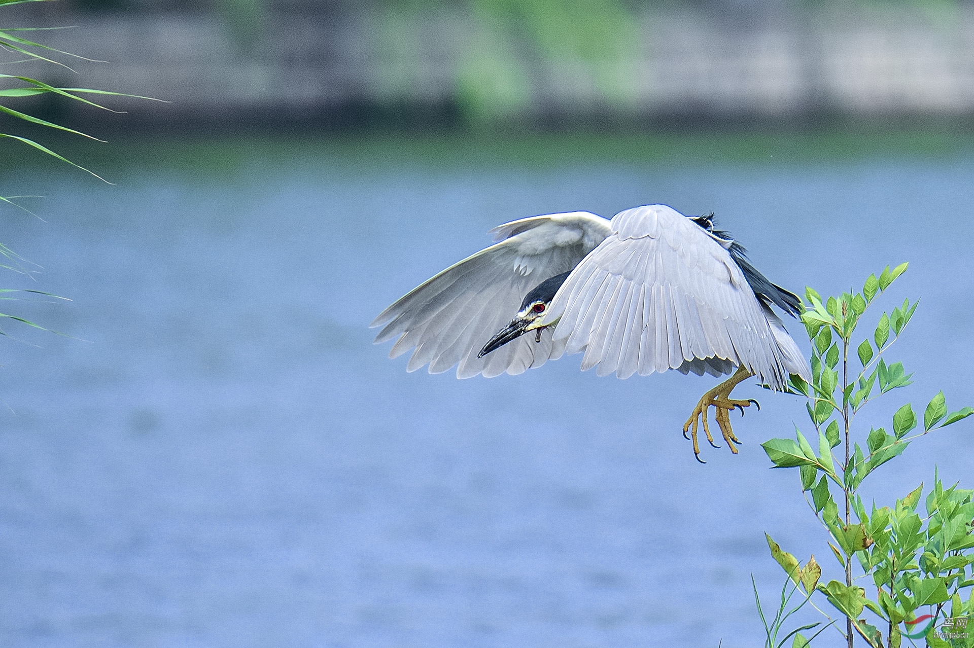_D4S6195_5367a.jpg