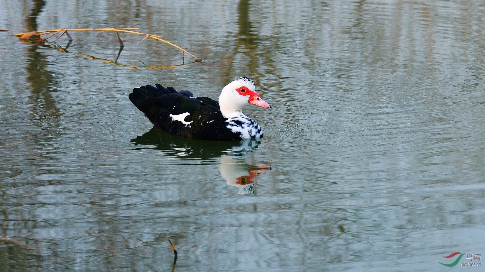 DSC_4408.JPG